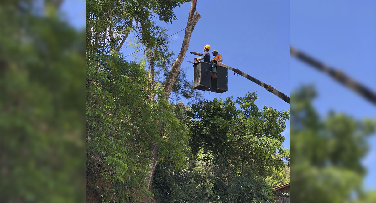 Defesa Civil realiza serviços de poda de árvores no município